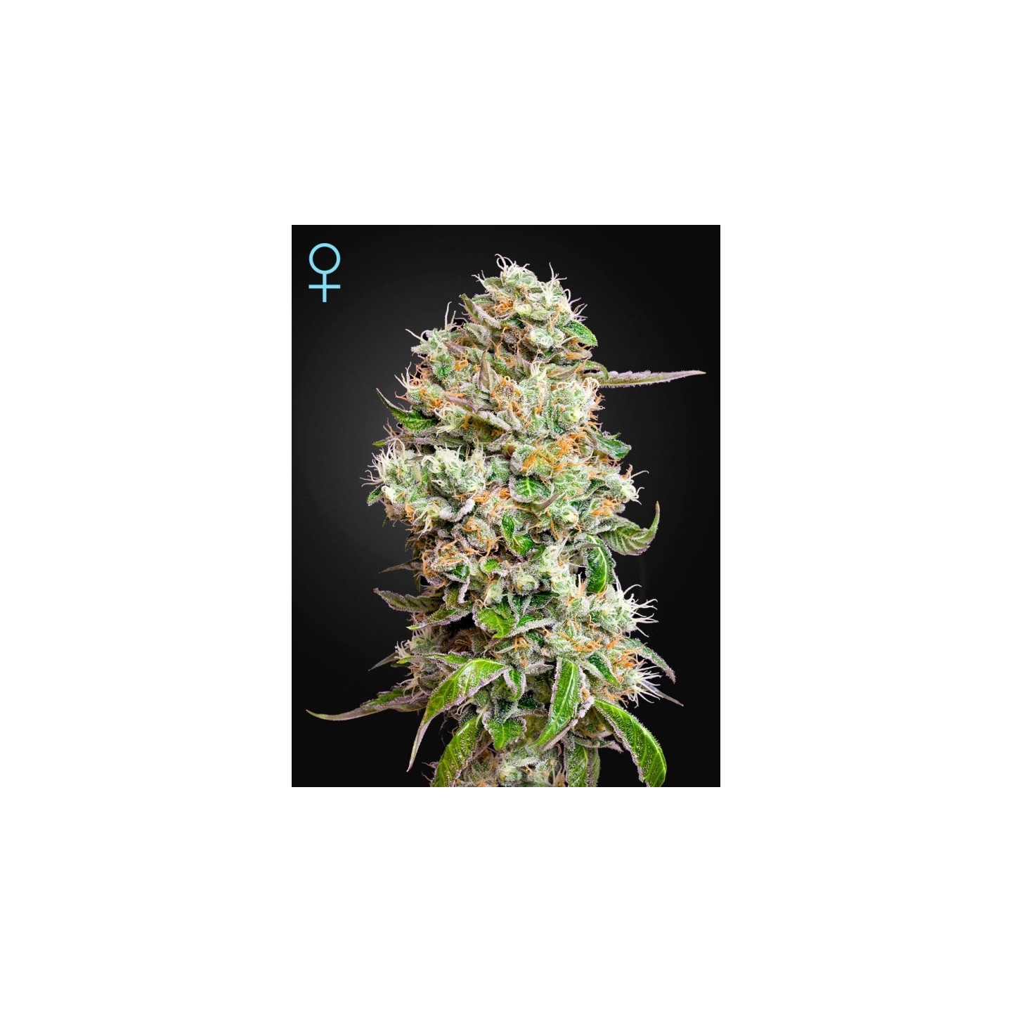 King's Kush Cbd de Green House