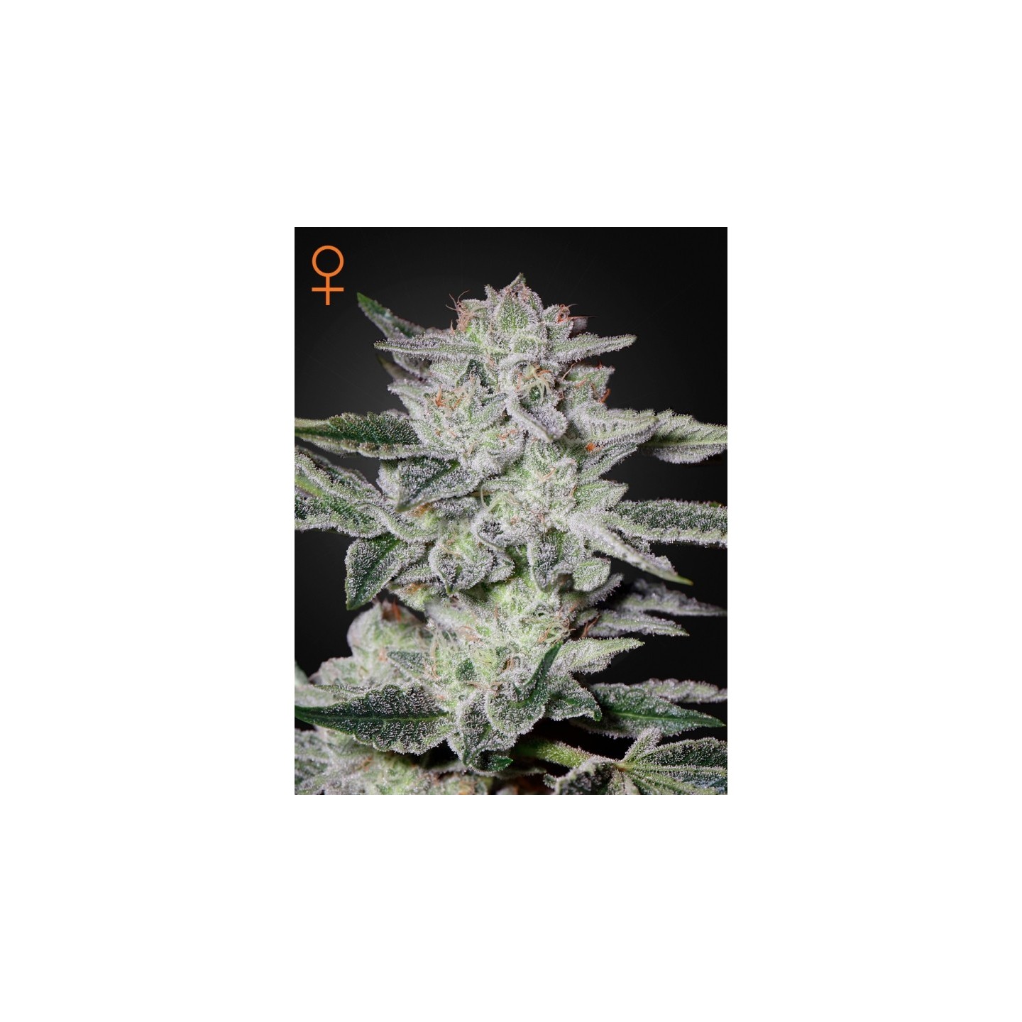 Sweet Valley Kush de Green House