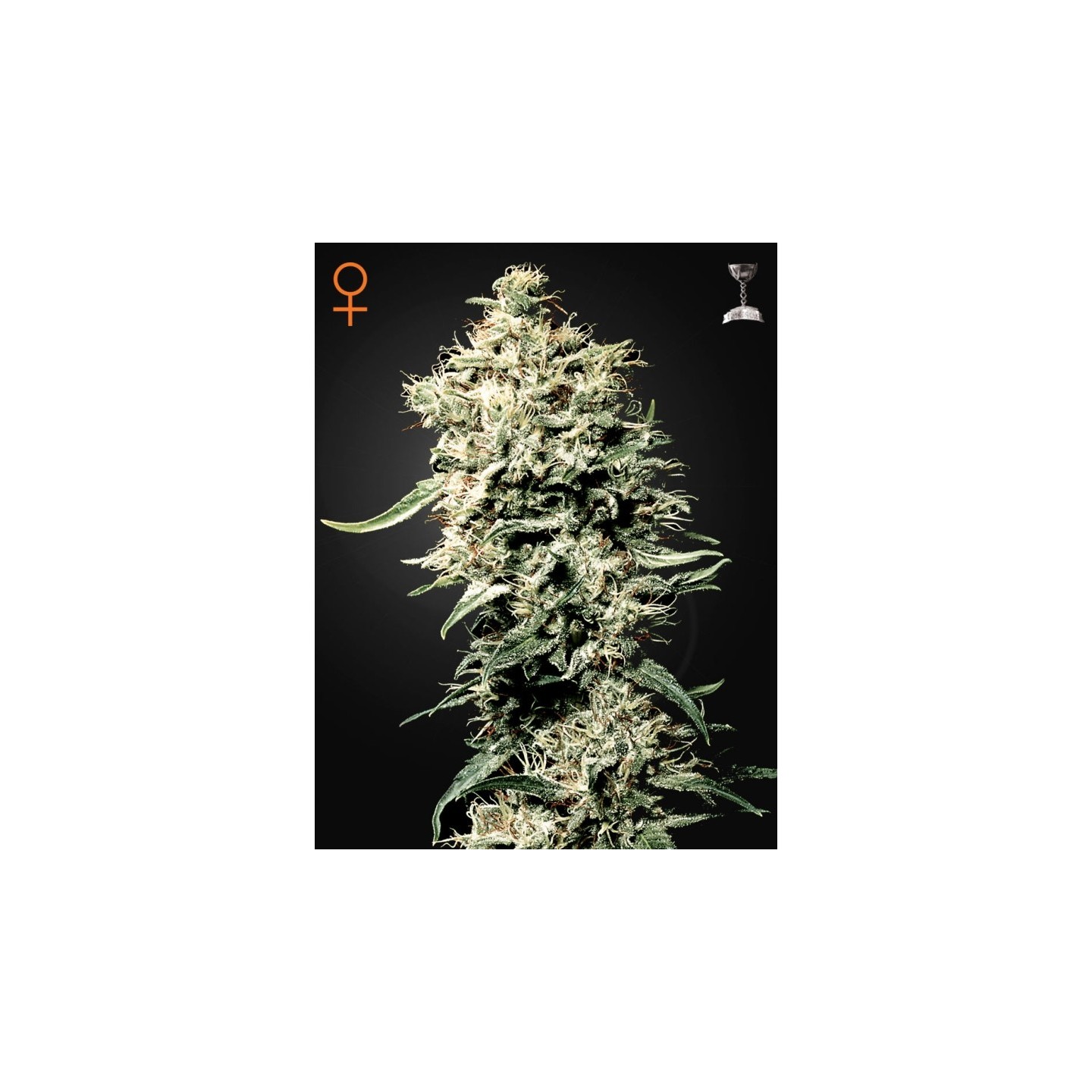 White Rhino de Green House