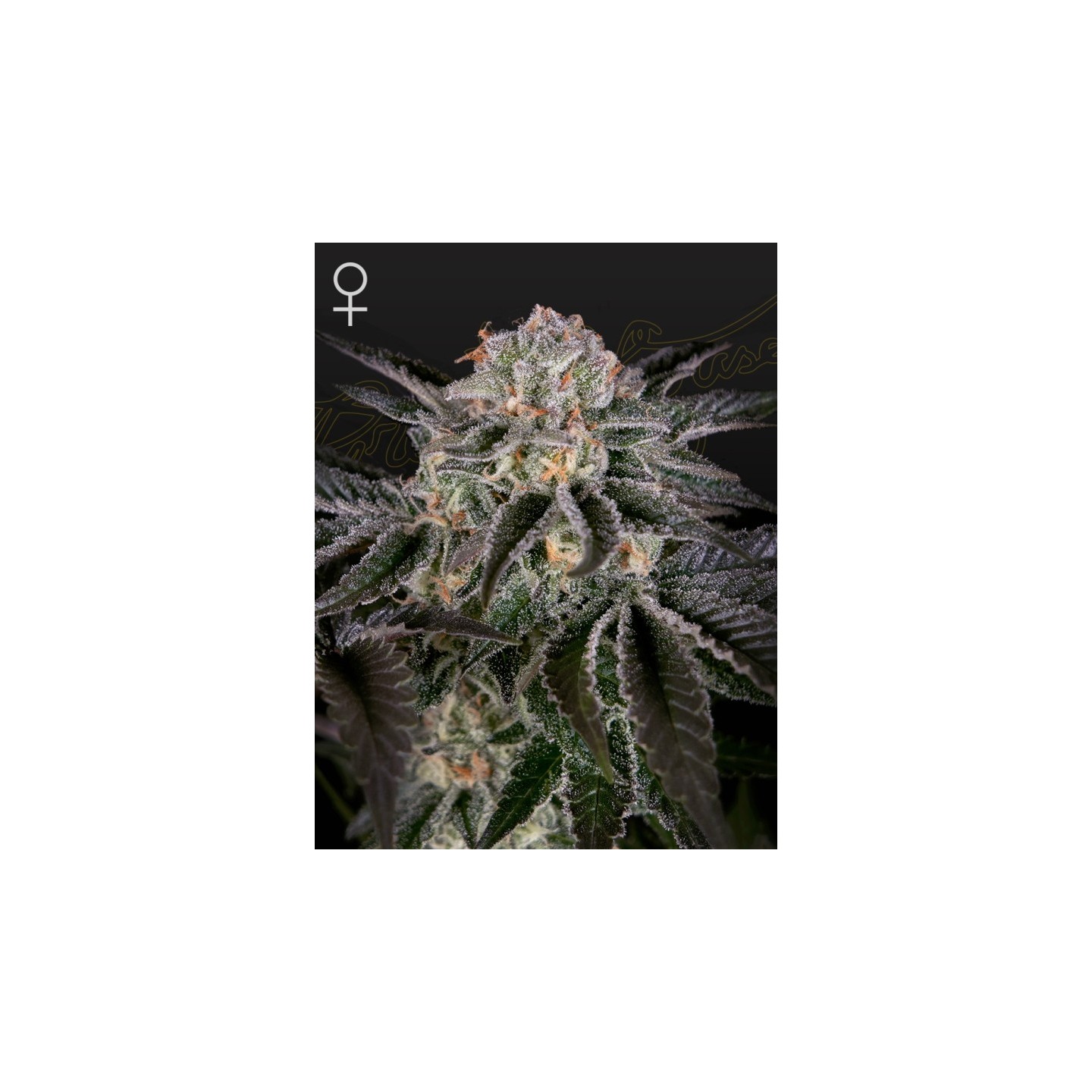 Wonder Pie de Green House