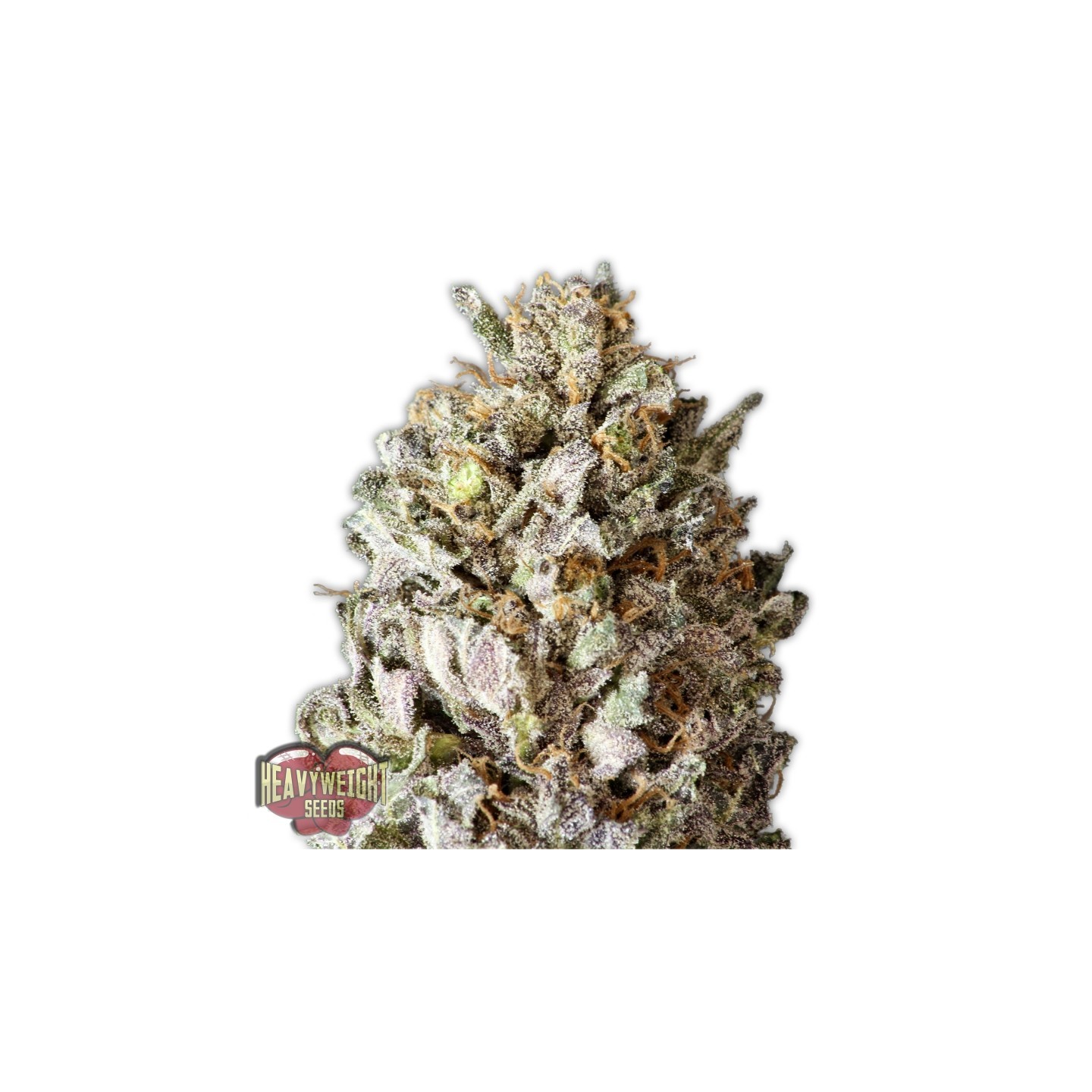 Diesel Drift de Heavyweight Seeds