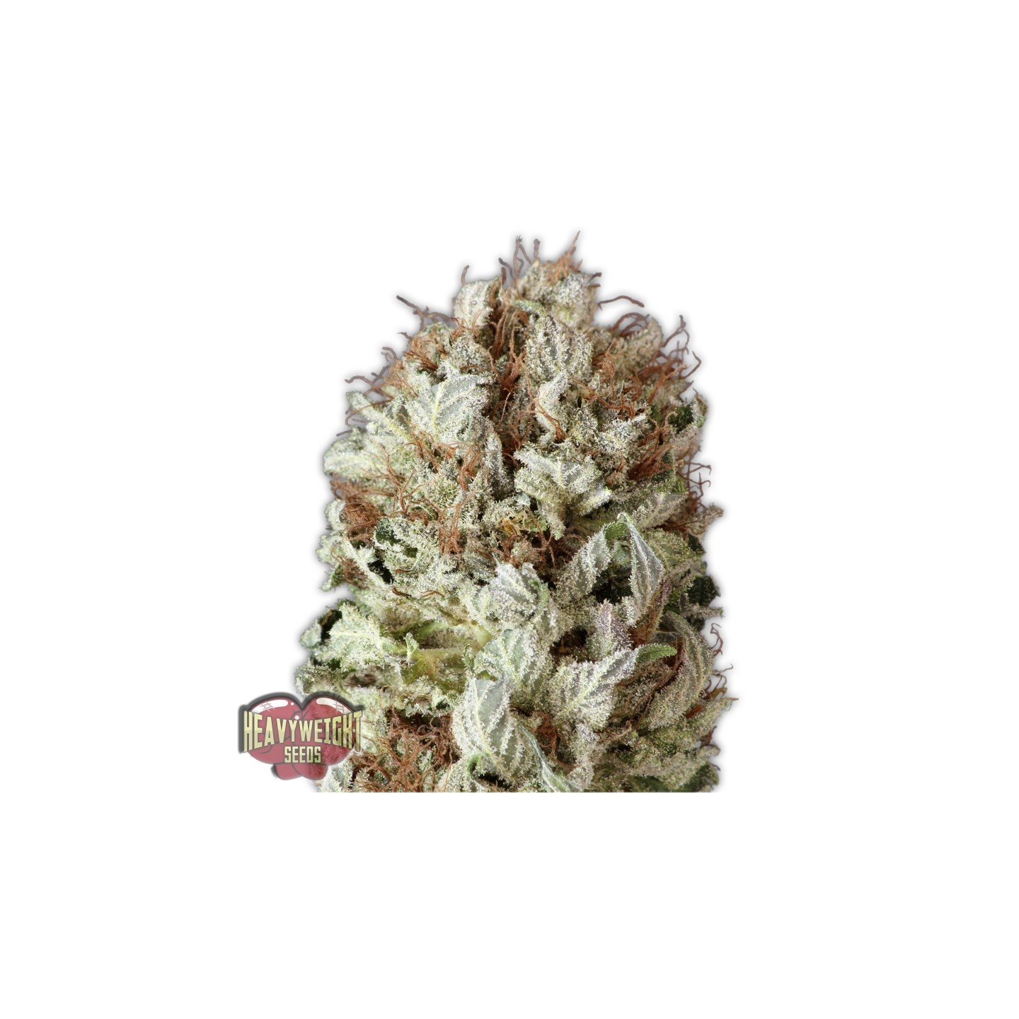 Extreme Impact Auto de Heavyweight Seeds