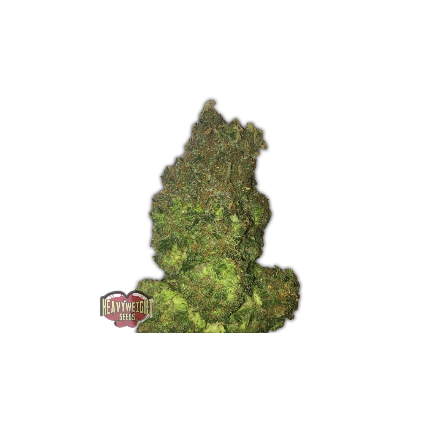 Fruit Punch Auto de Heavyweight Seeds