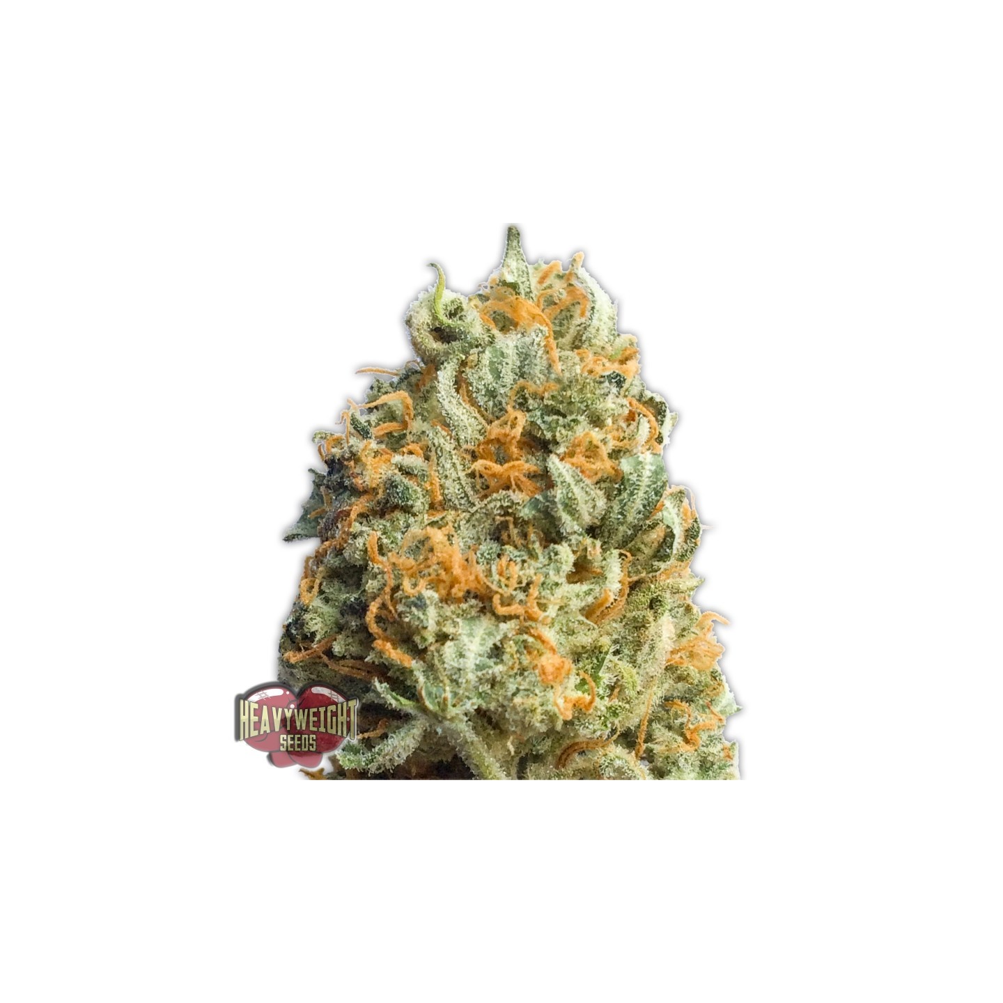 Fully Loaded Auto de Heavyweight Seeds