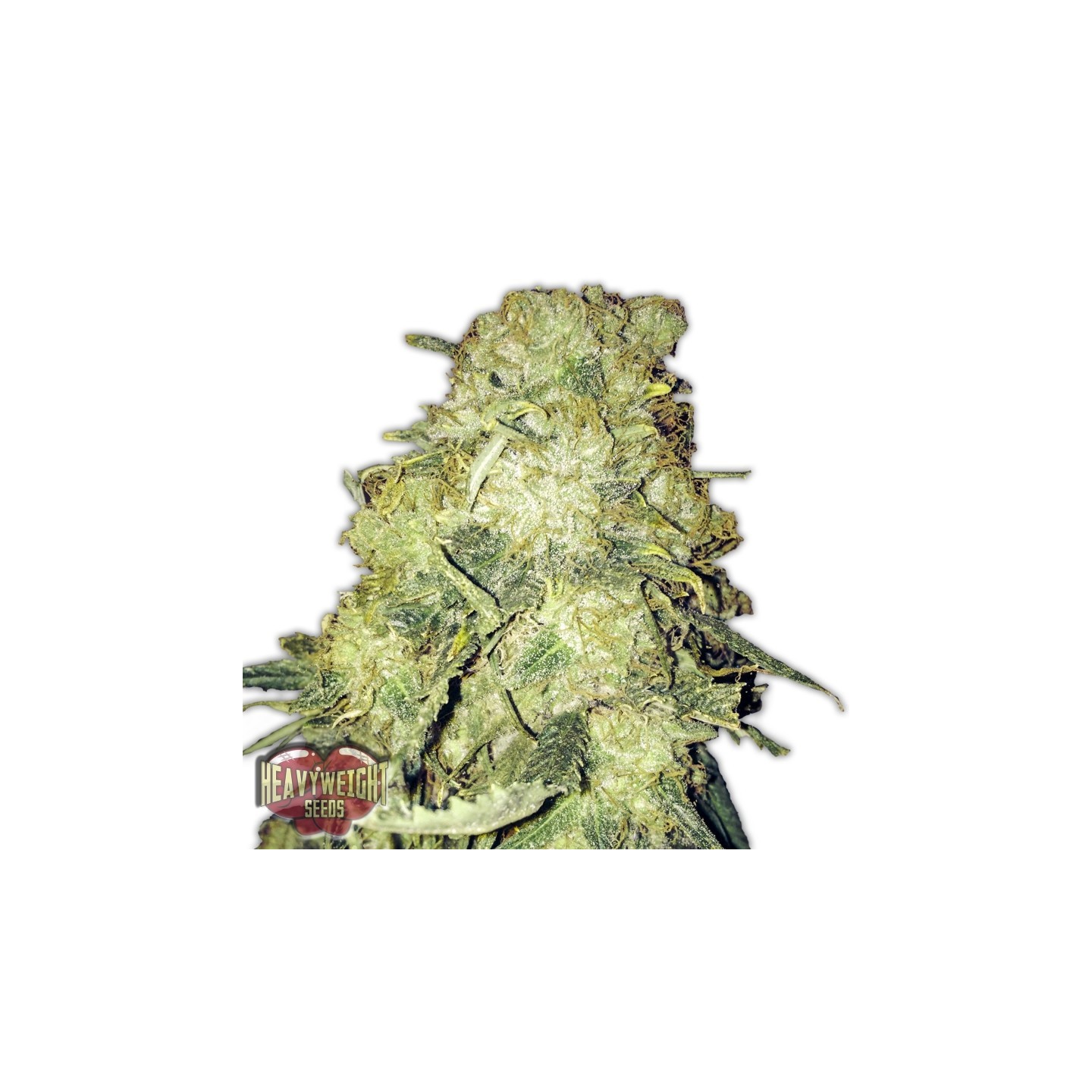Gold Mine de Heavyweight Seeds