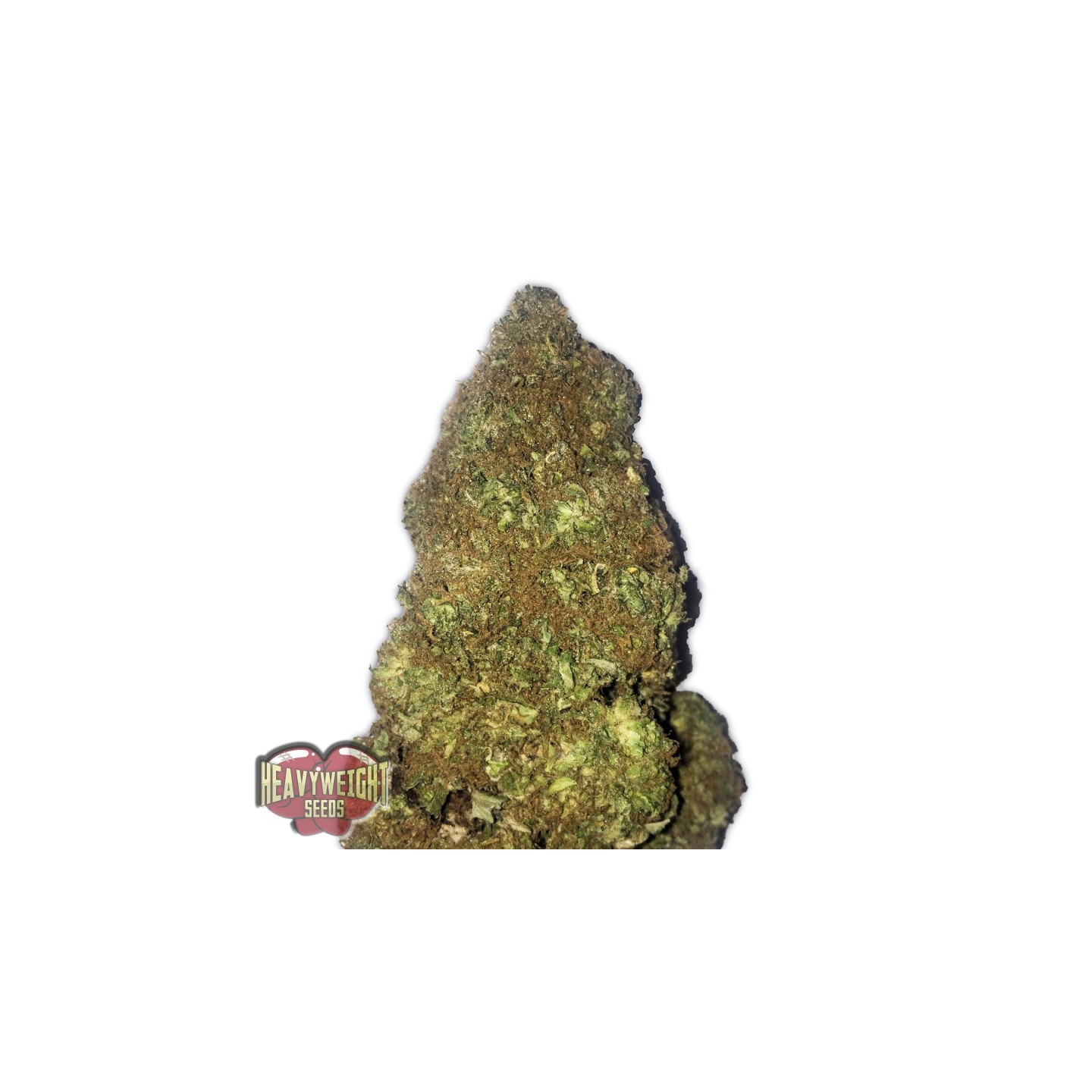 Jackpot Auto de Heavyweight Seeds