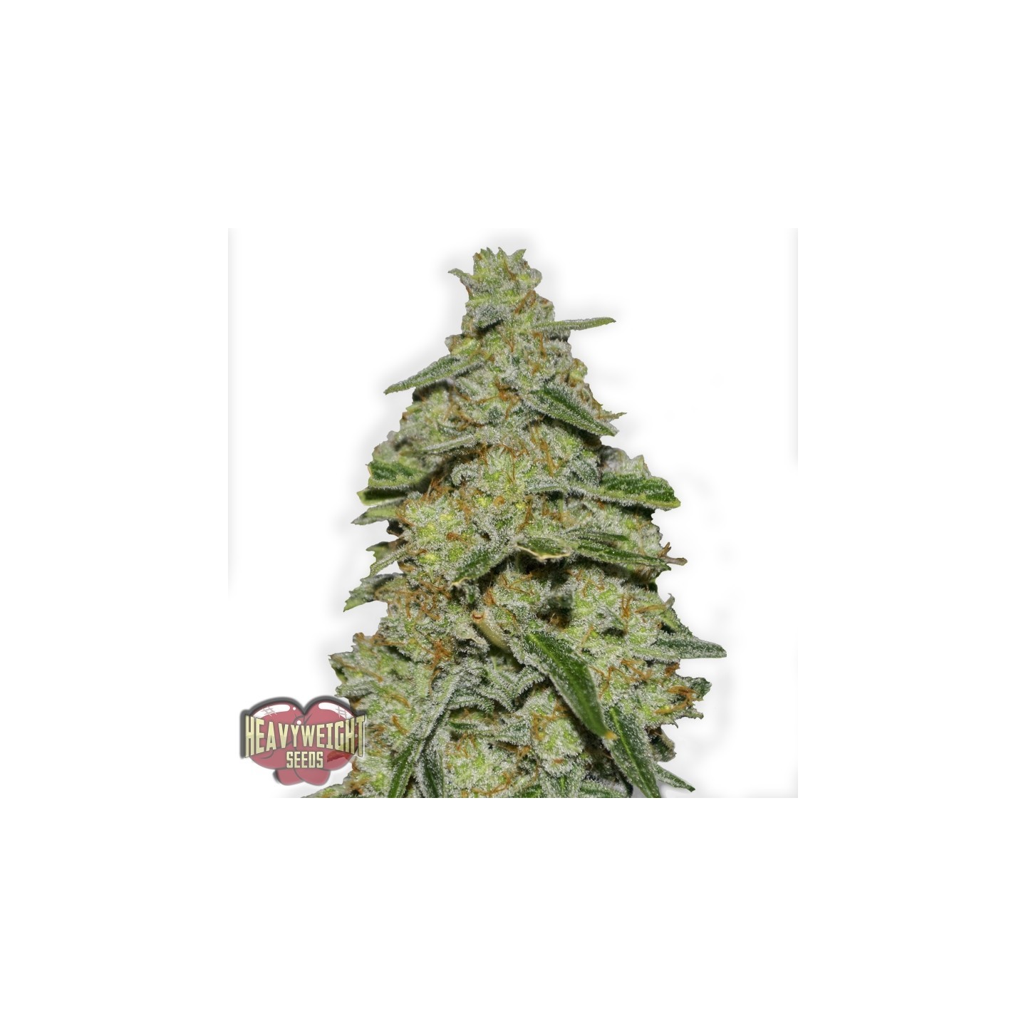 Lemon Cake de Heavyweight Seeds