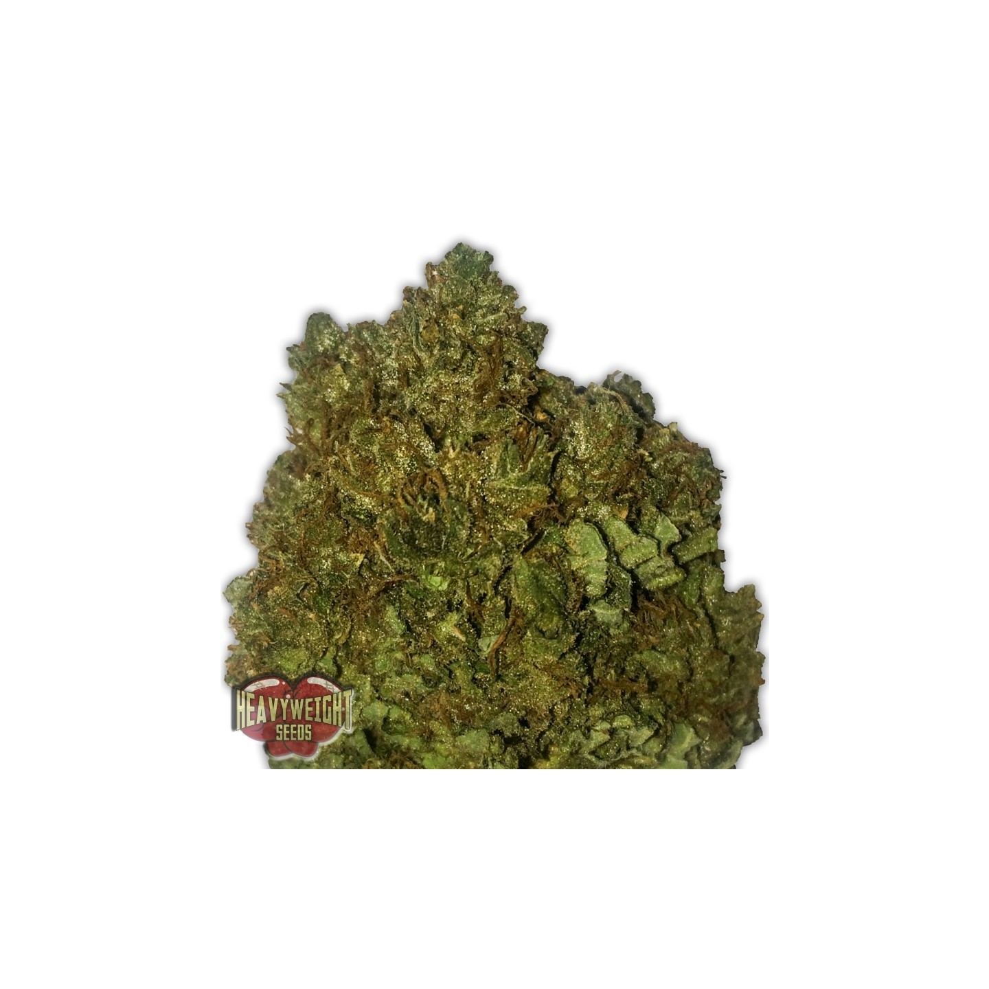 Money Bush de Heavyweight Seeds