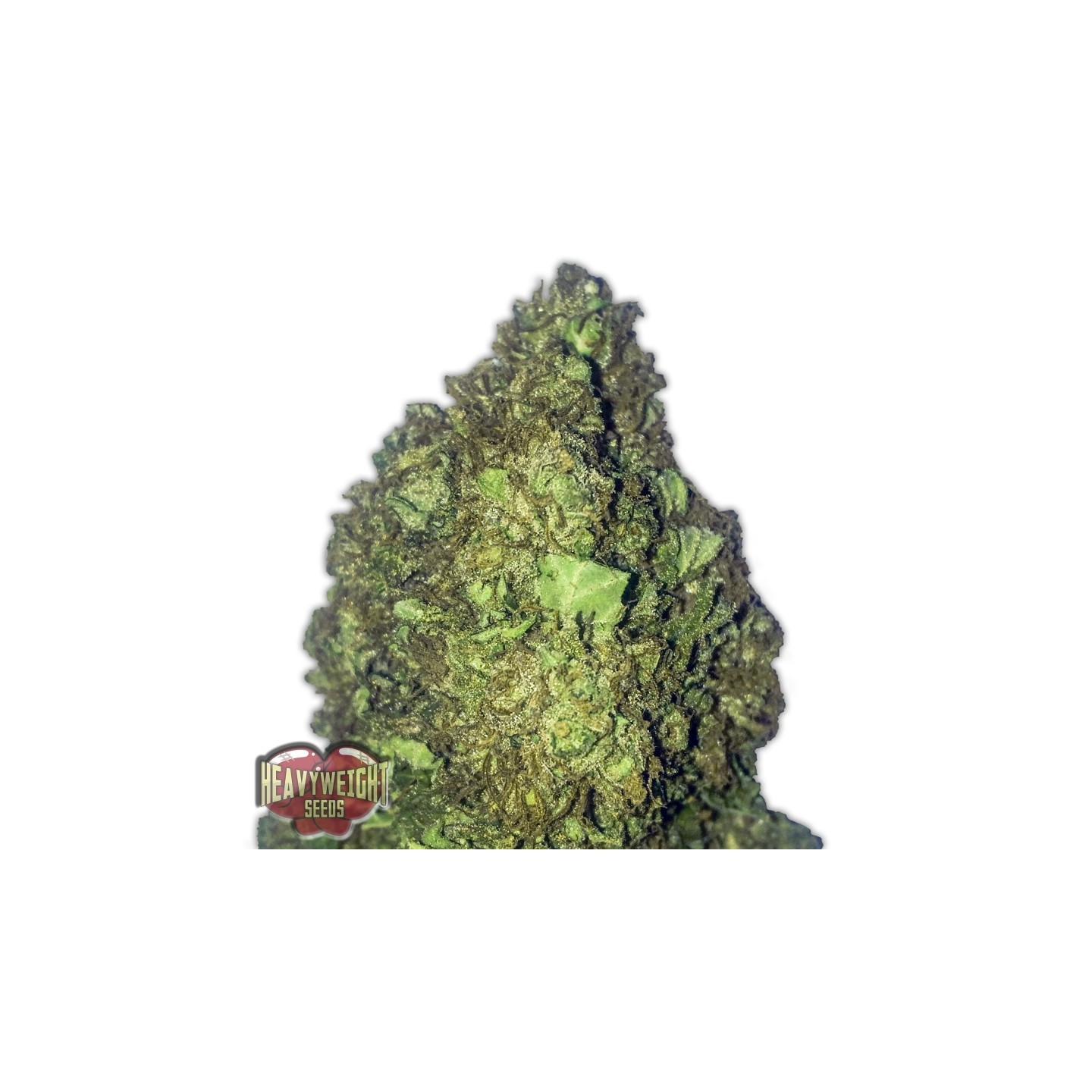 Short & Sweet Auto de Heavyweight Seeds