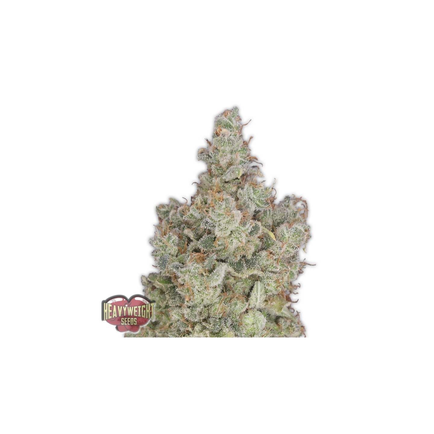 Total Paralysis de Heavyweight Seeds