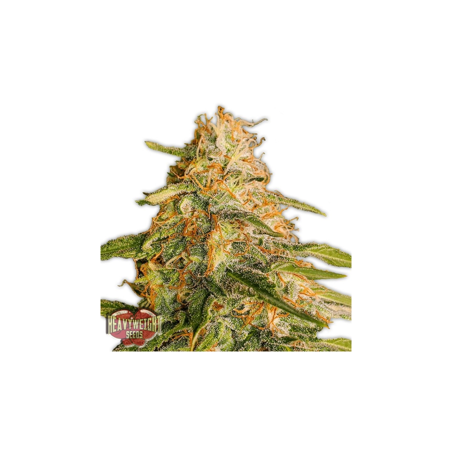 Tropic Punch de Heavyweight Seeds