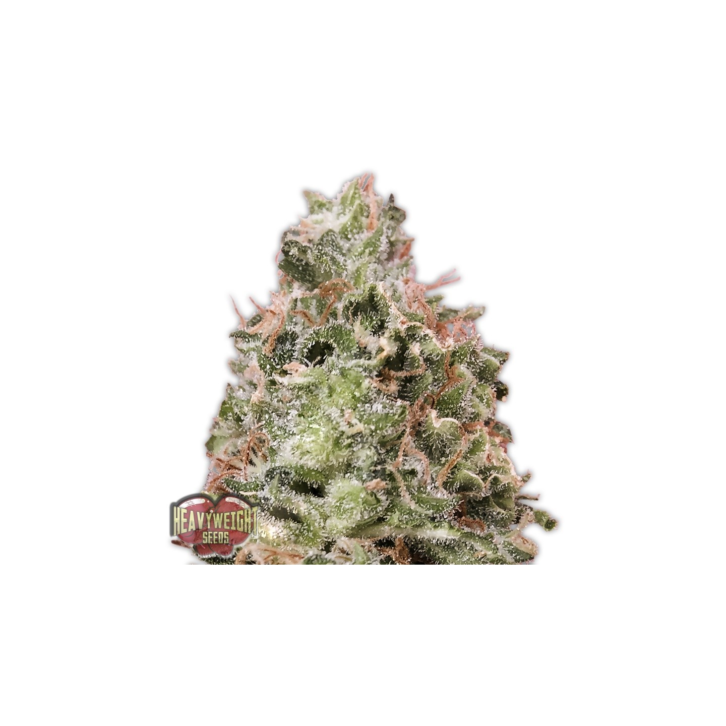 Waist Deep Auto de Heavyweight Seeds