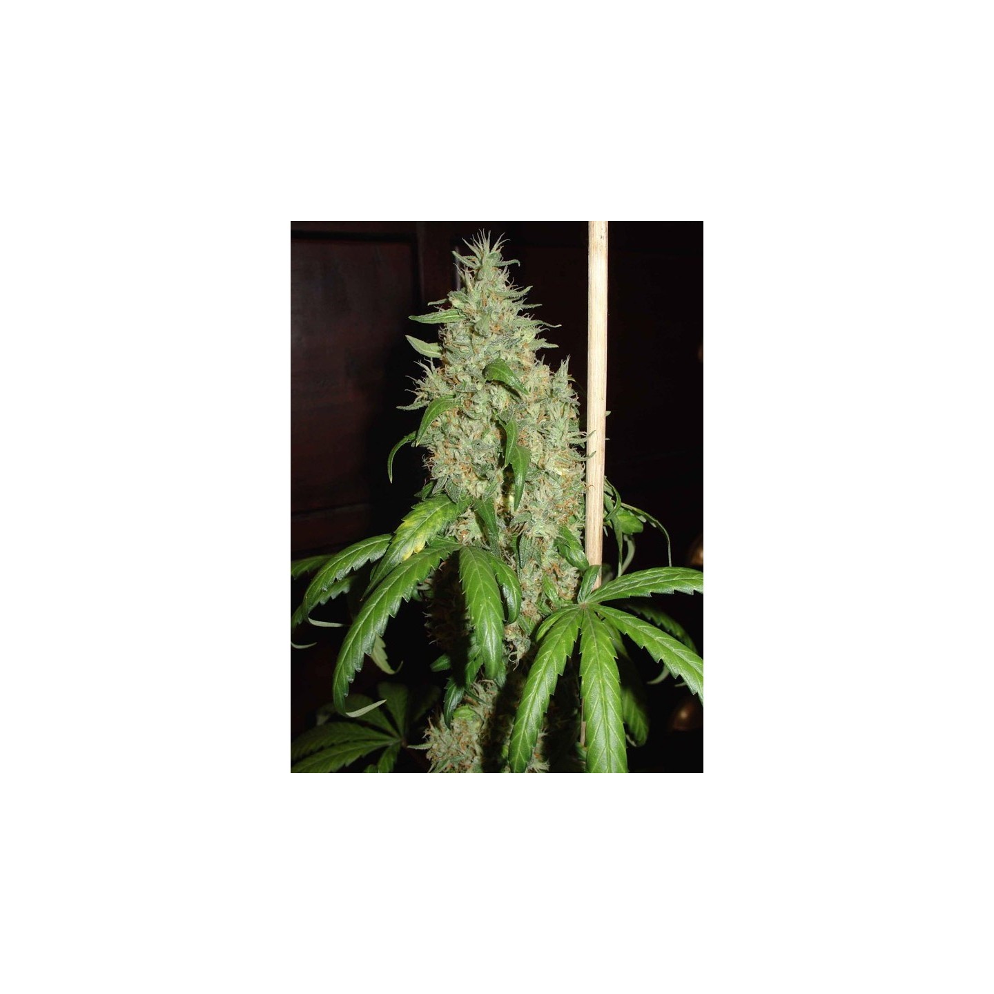Skunk # 1 Feminizada de Homegrown Fantaseeds