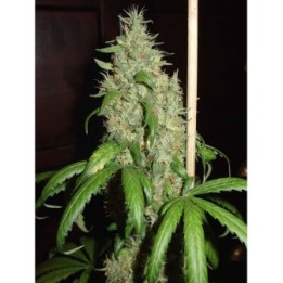 Skunk#1 Feminizada de Homegrown Fantaseeds
