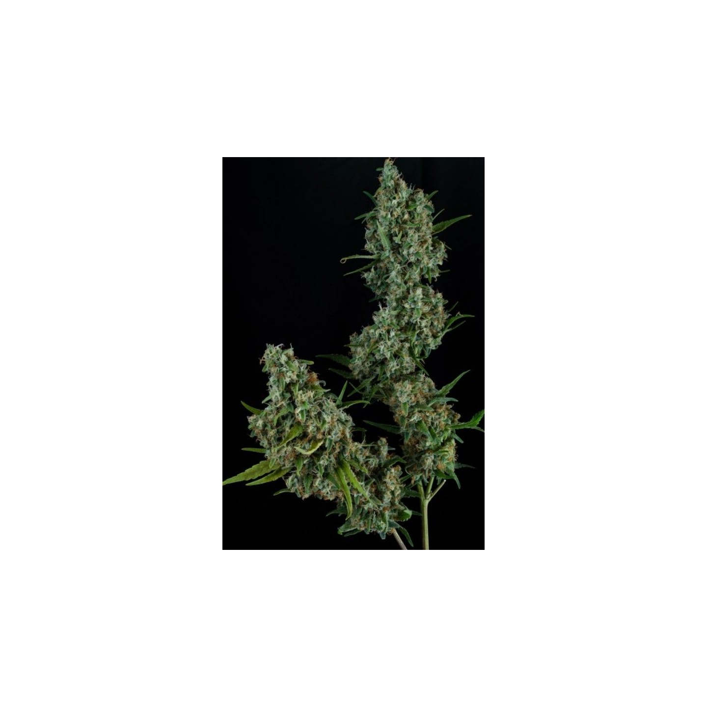 Sonic Screwdriver Regular de Homegrown Natural Wonders