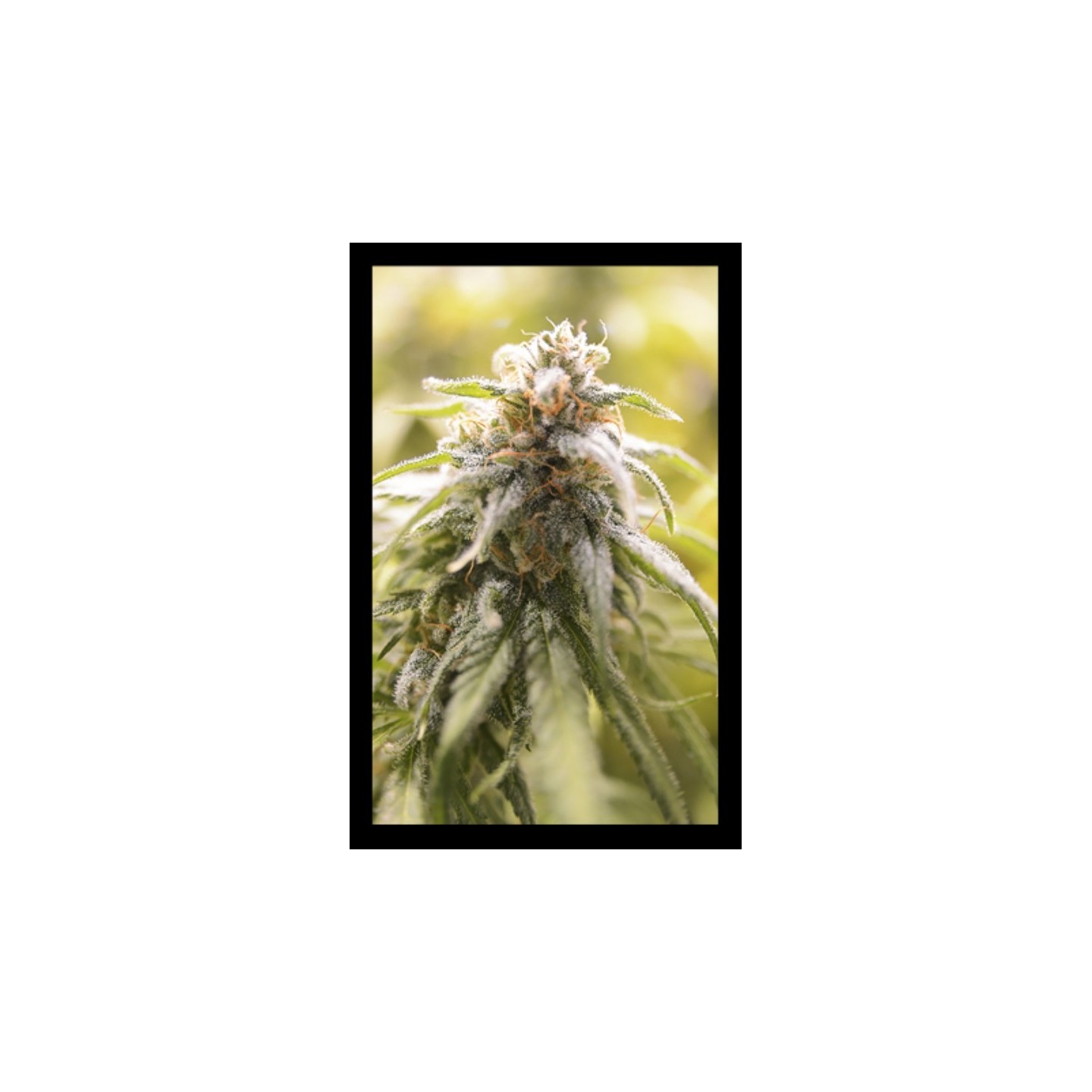 Cbd Afghani de House of the Great Gardener