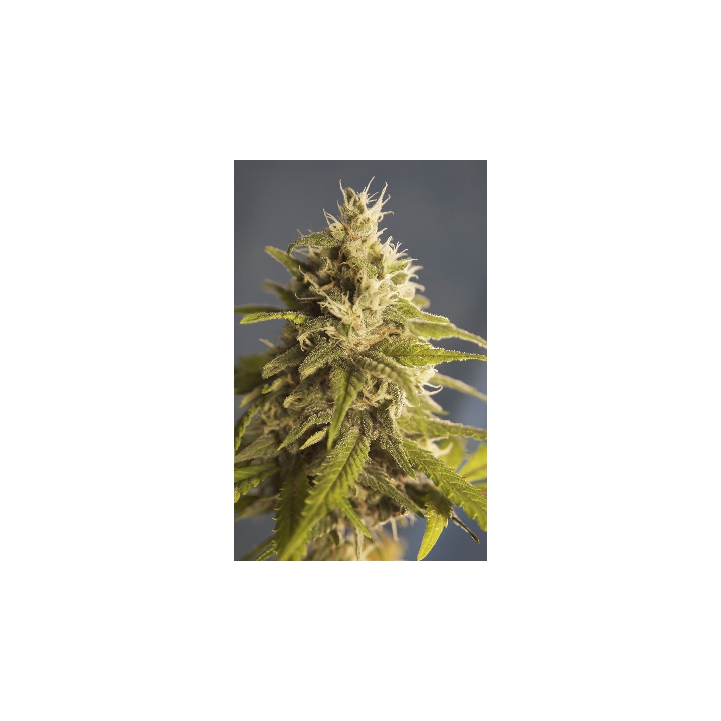 Gg 1 Regular de House of the Great Gardener