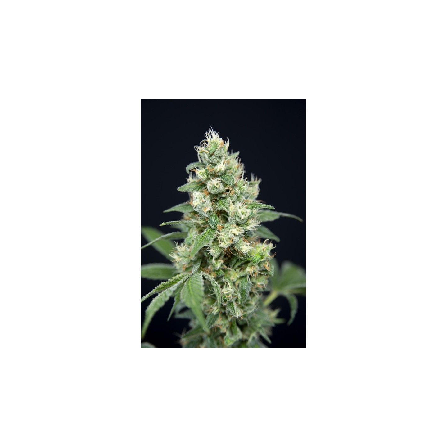 Grapefruit Barb de House of the Great Gardener