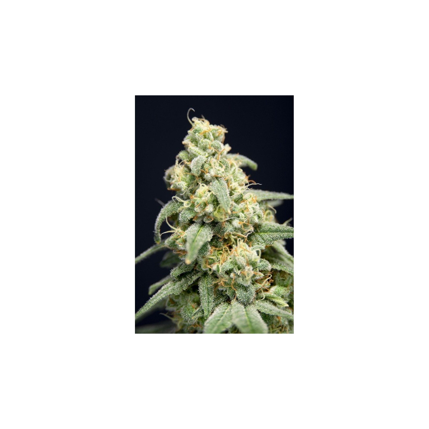 Here Comes The Barb de House of the Great Gardener