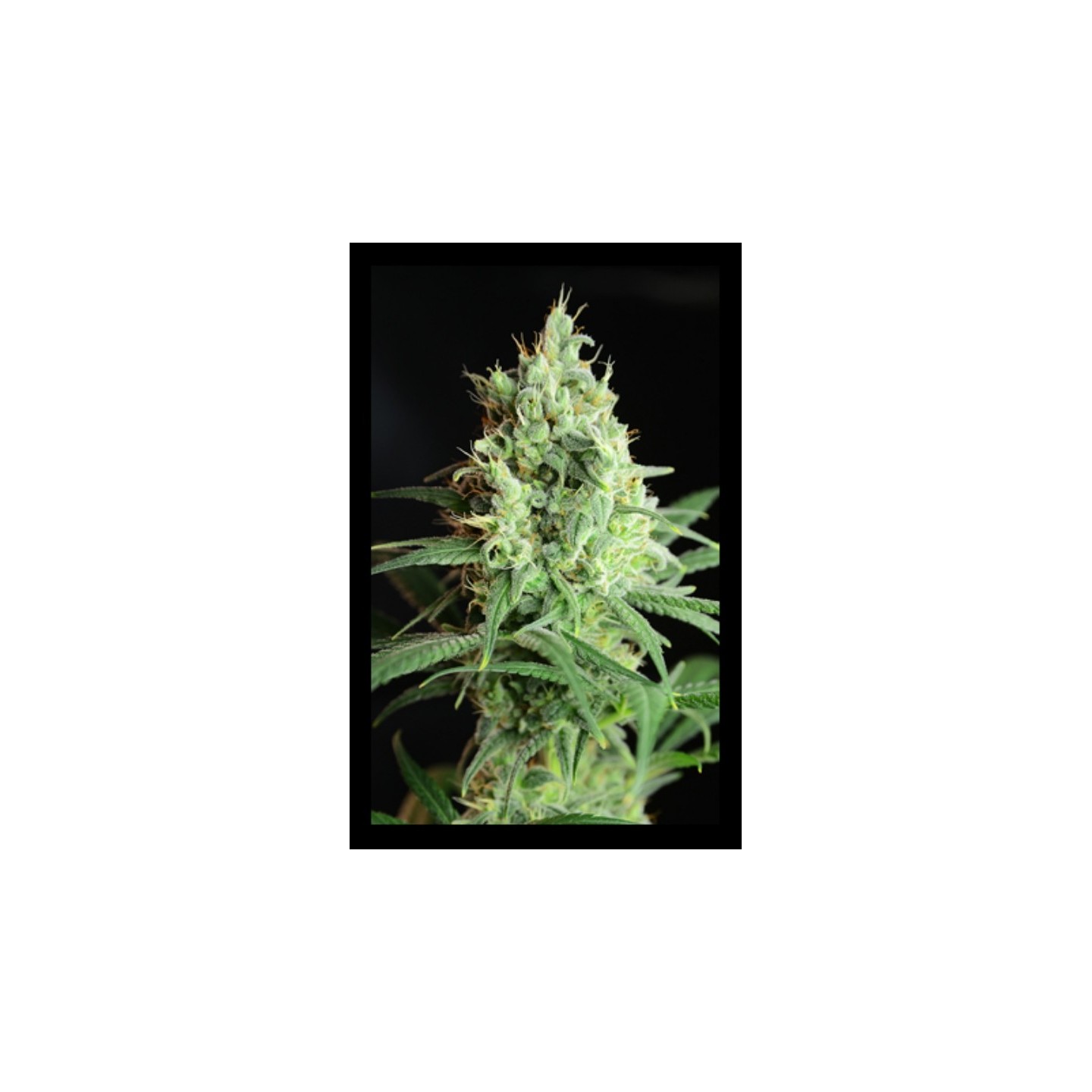 Highlo de House of the Great Gardener