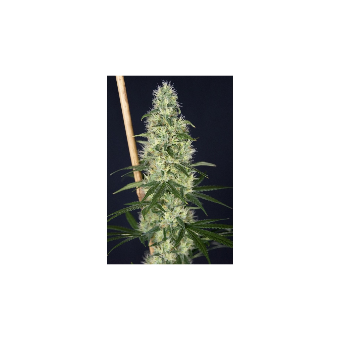 Island Sweet Barb de House of the Great Gardener