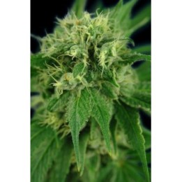 Jack Herer de House of the Great Gardener