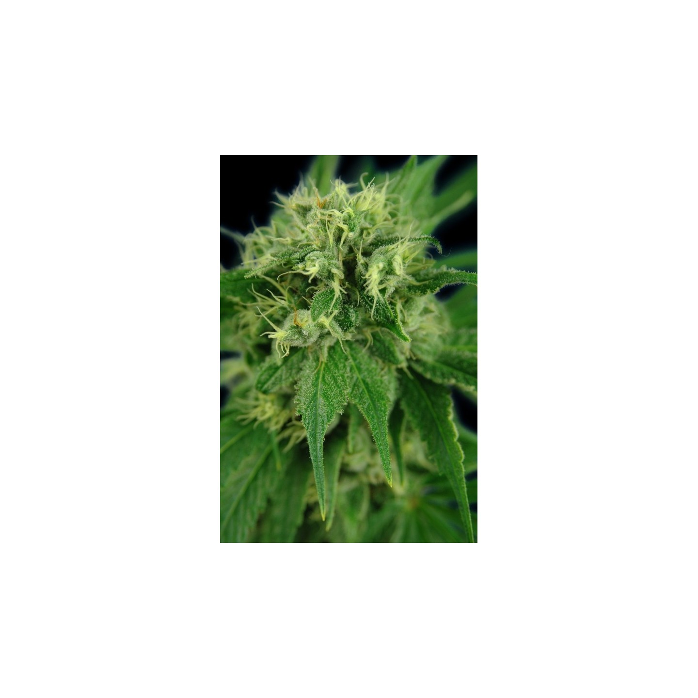 Jack Herer de House of the Great Gardener