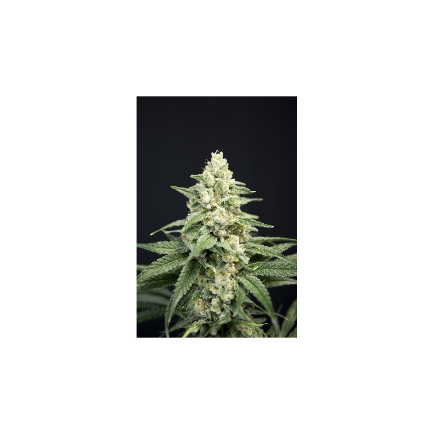 Lavender Barb de House of the Great Gardener