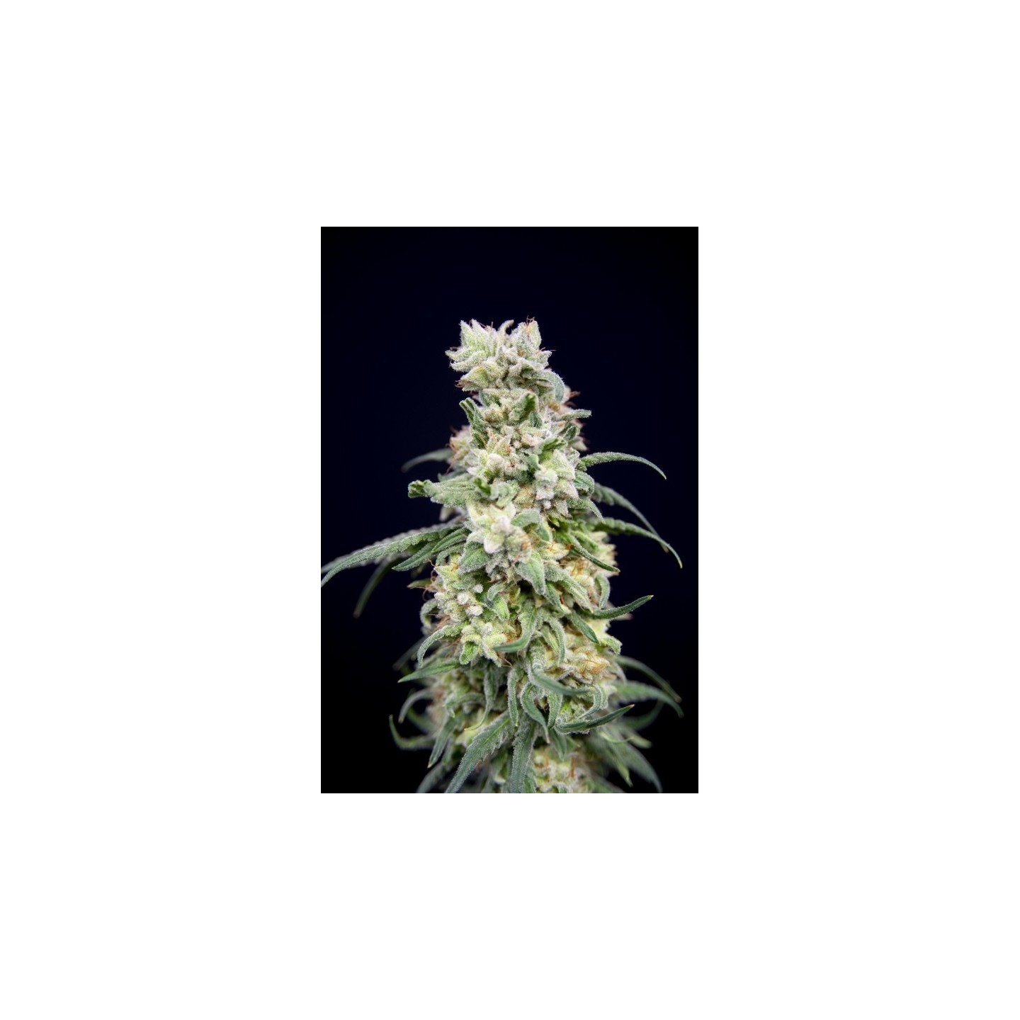 Rainbow Barb de House of the Great Gardener