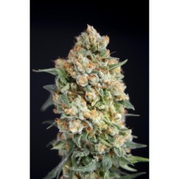 Sticky Barb de House of the Great Gardener