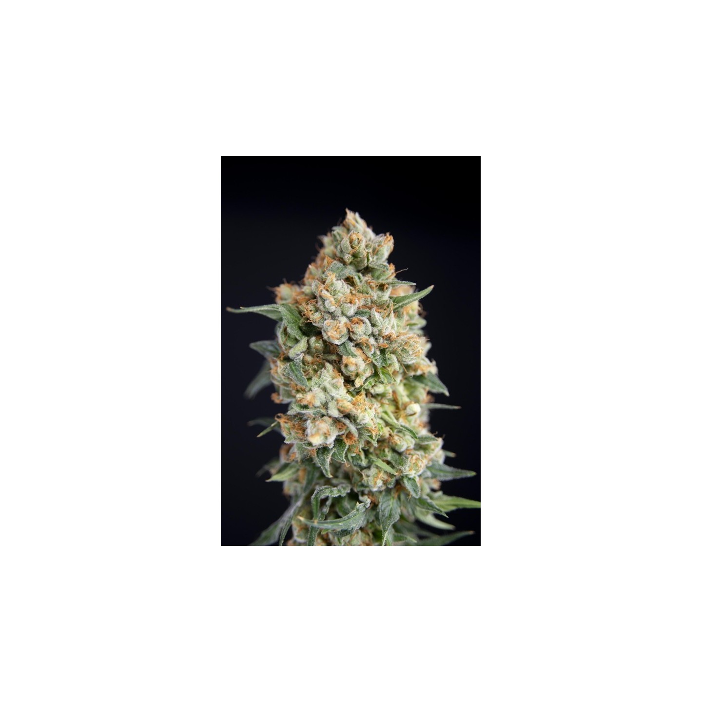 Sticky Barb de House of the Great Gardener