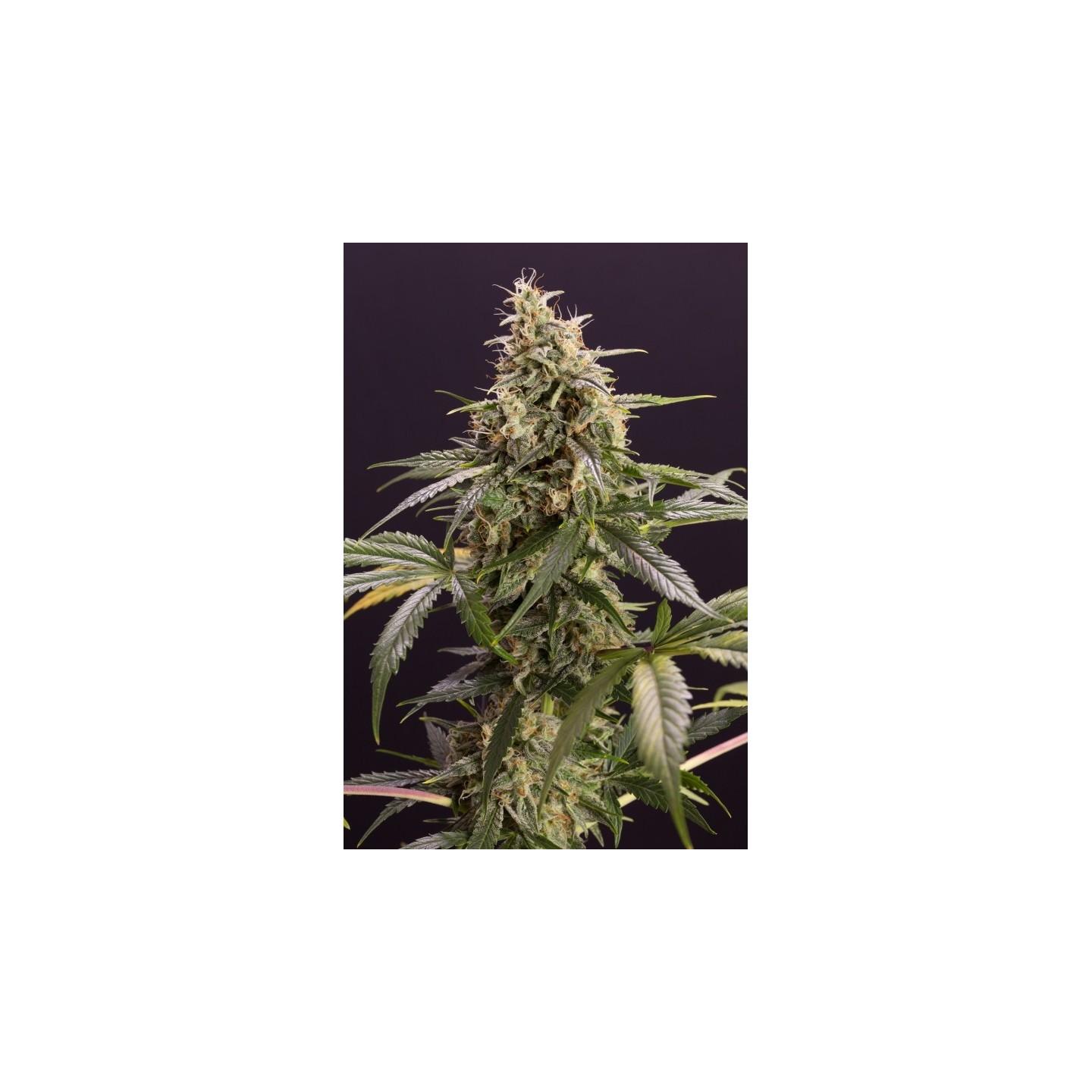 Chem-Bomb Auto de Humboldt Seeds