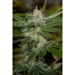 Chemdawg Regular de Humboldt Seeds