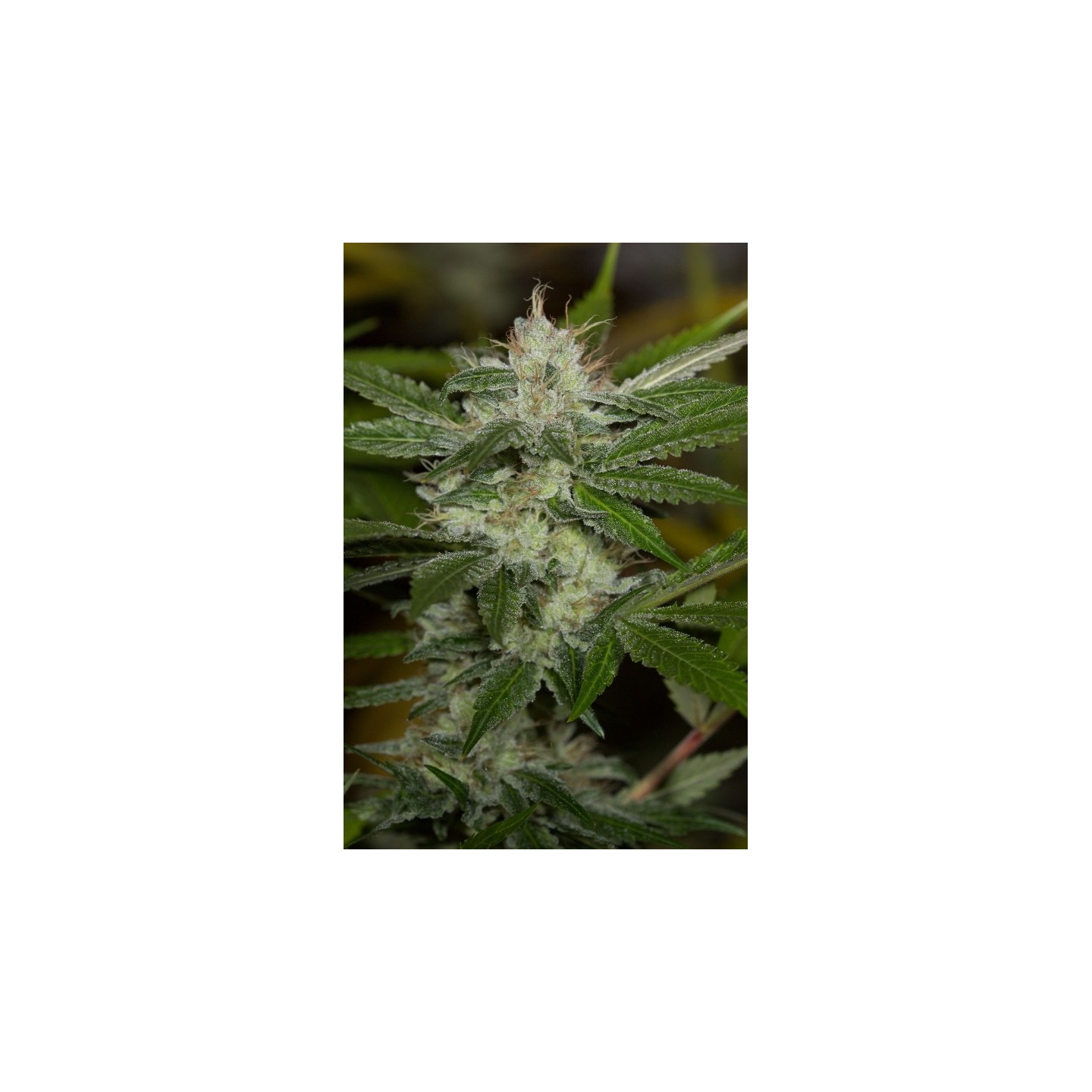 Chemdawg Regular de Humboldt Seeds