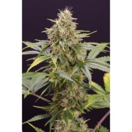 Chocolate Mint Og Auto de Humboldt Seeds