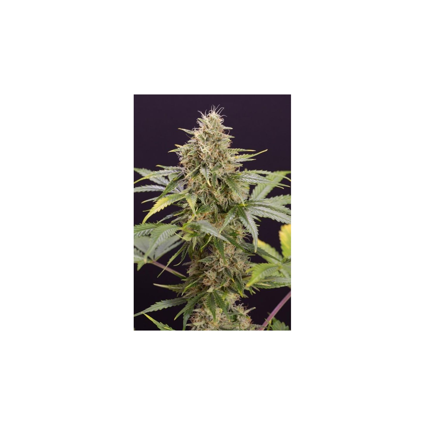 Chocolate Mint Og Auto de Humboldt Seeds
