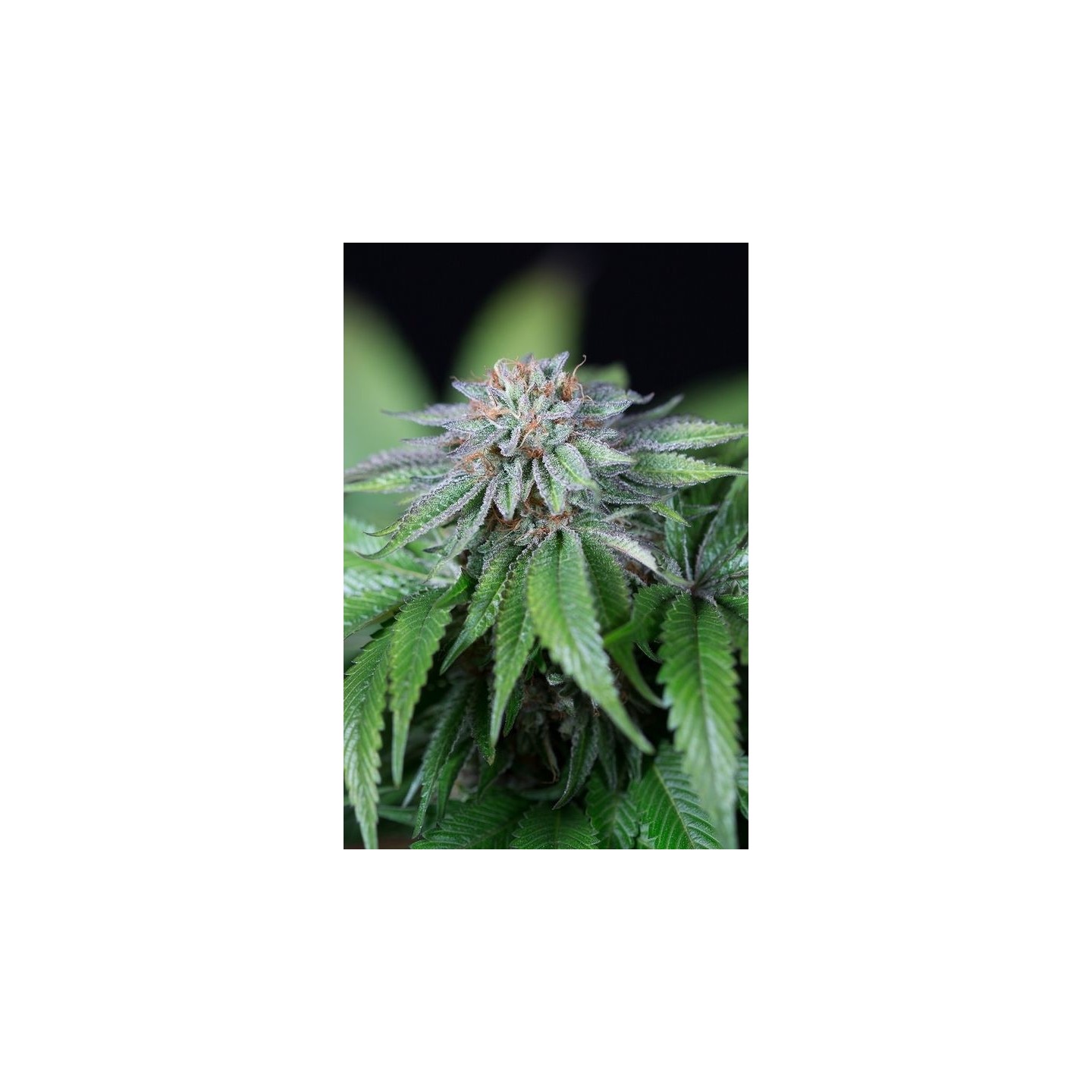 Ewe-2 de Humboldt Seeds