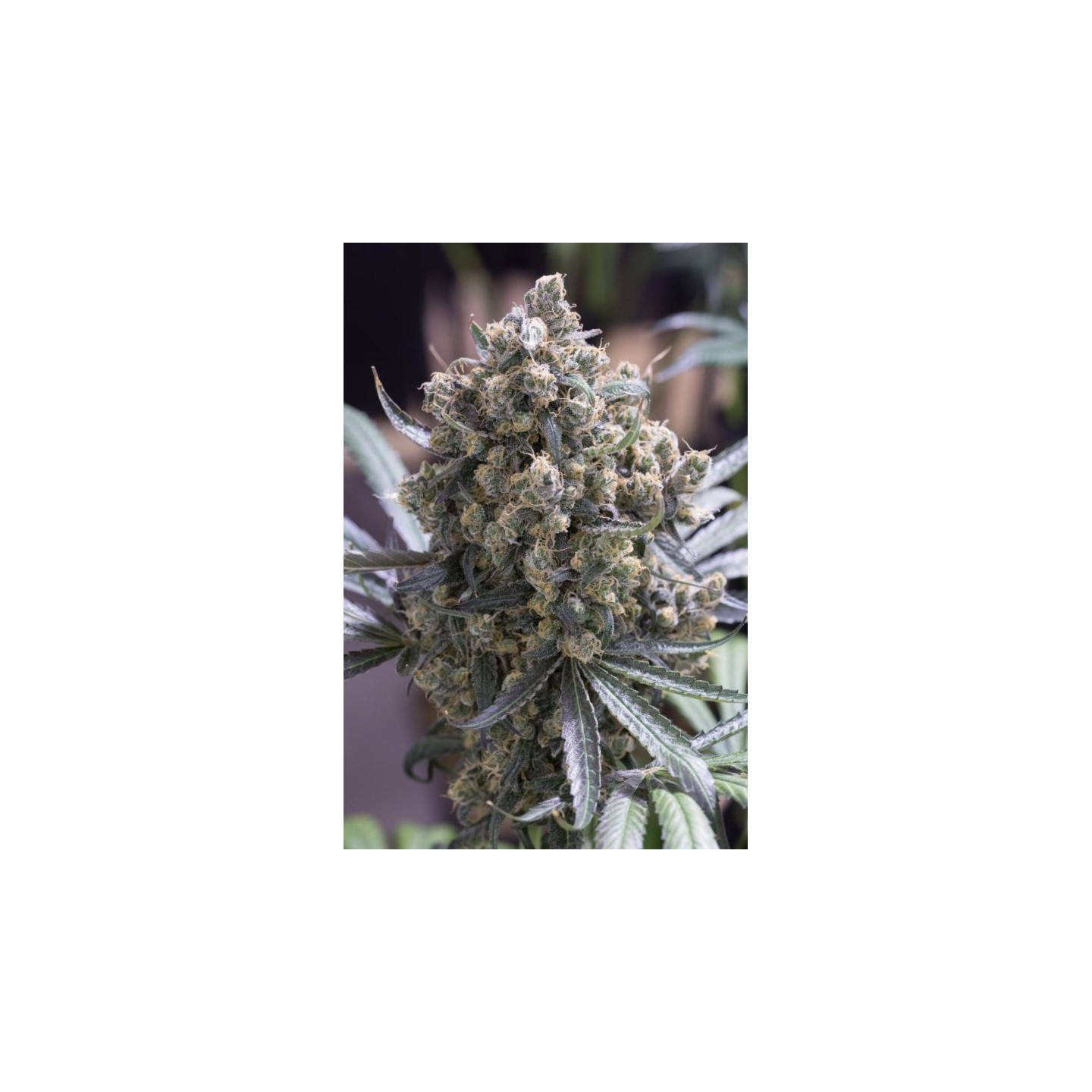 Fast Flowering Green Crack de Humboldt Seeds