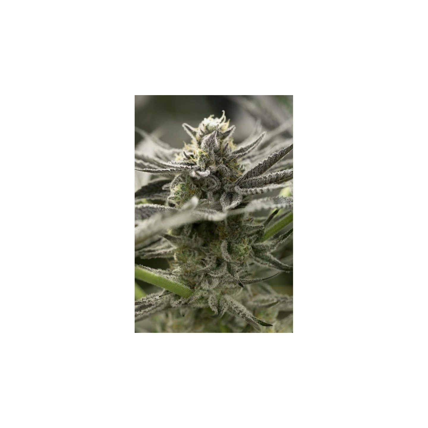 Fast Flowering Ogkz de Humboldt Seeds