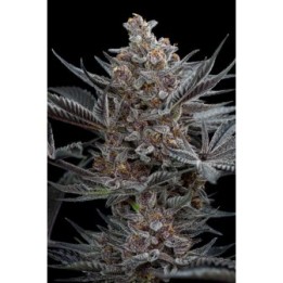 Forbidden Dream de Humboldt Seeds