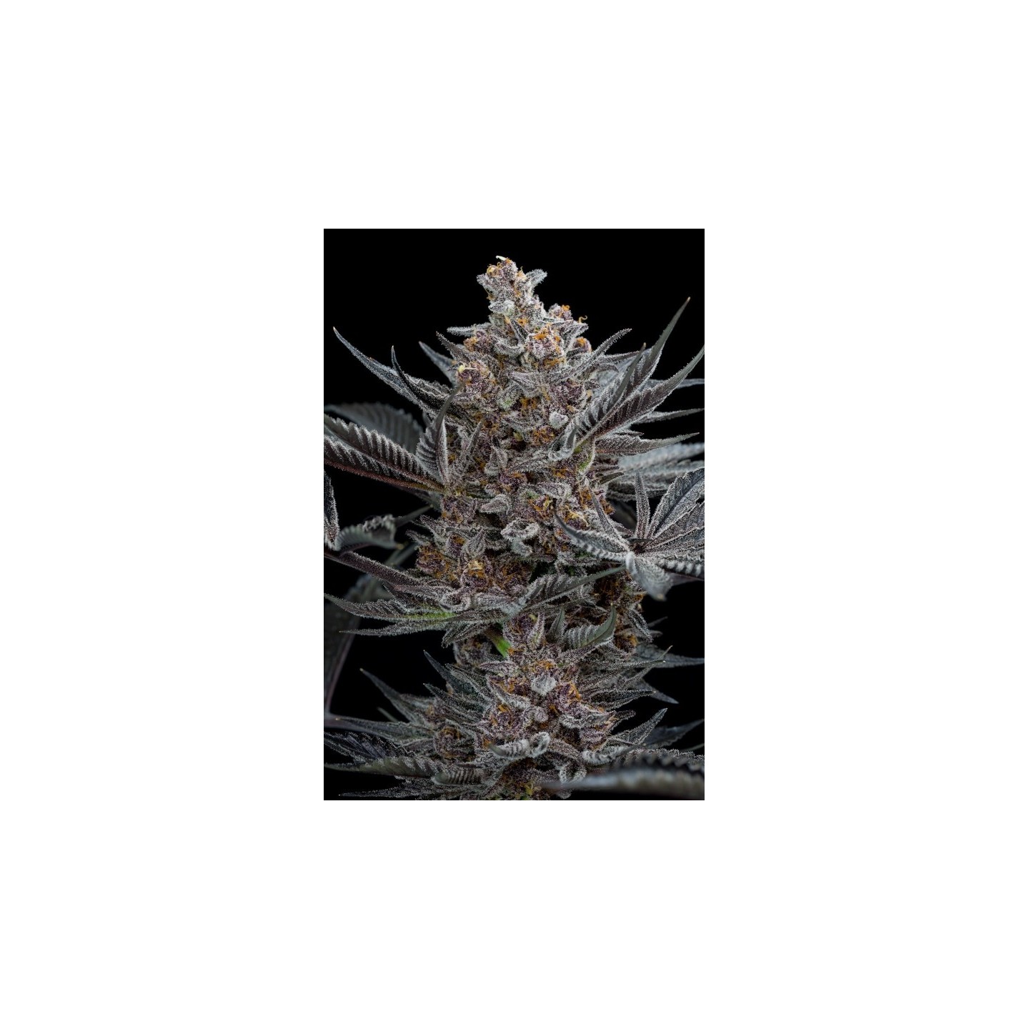 Forbidden Dream de Humboldt Seeds