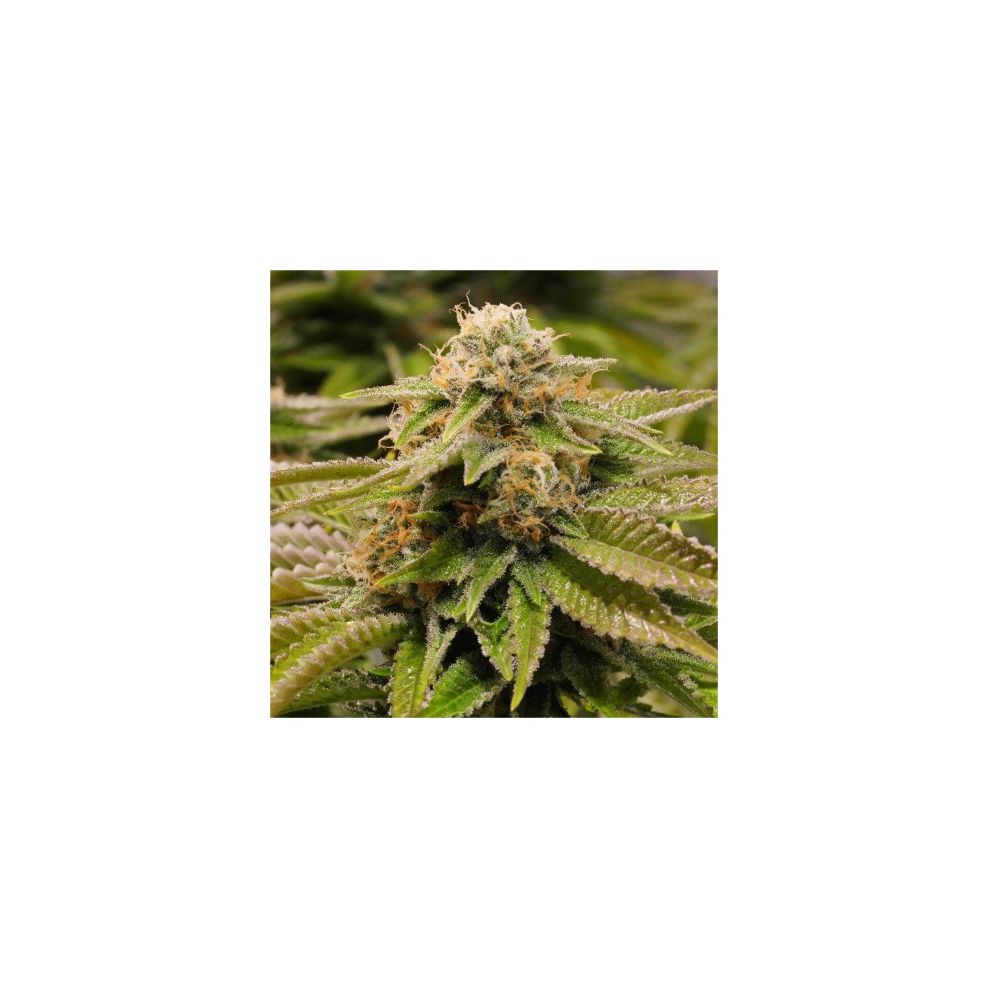 Gorilla Breath 100% de Humboldt Seeds