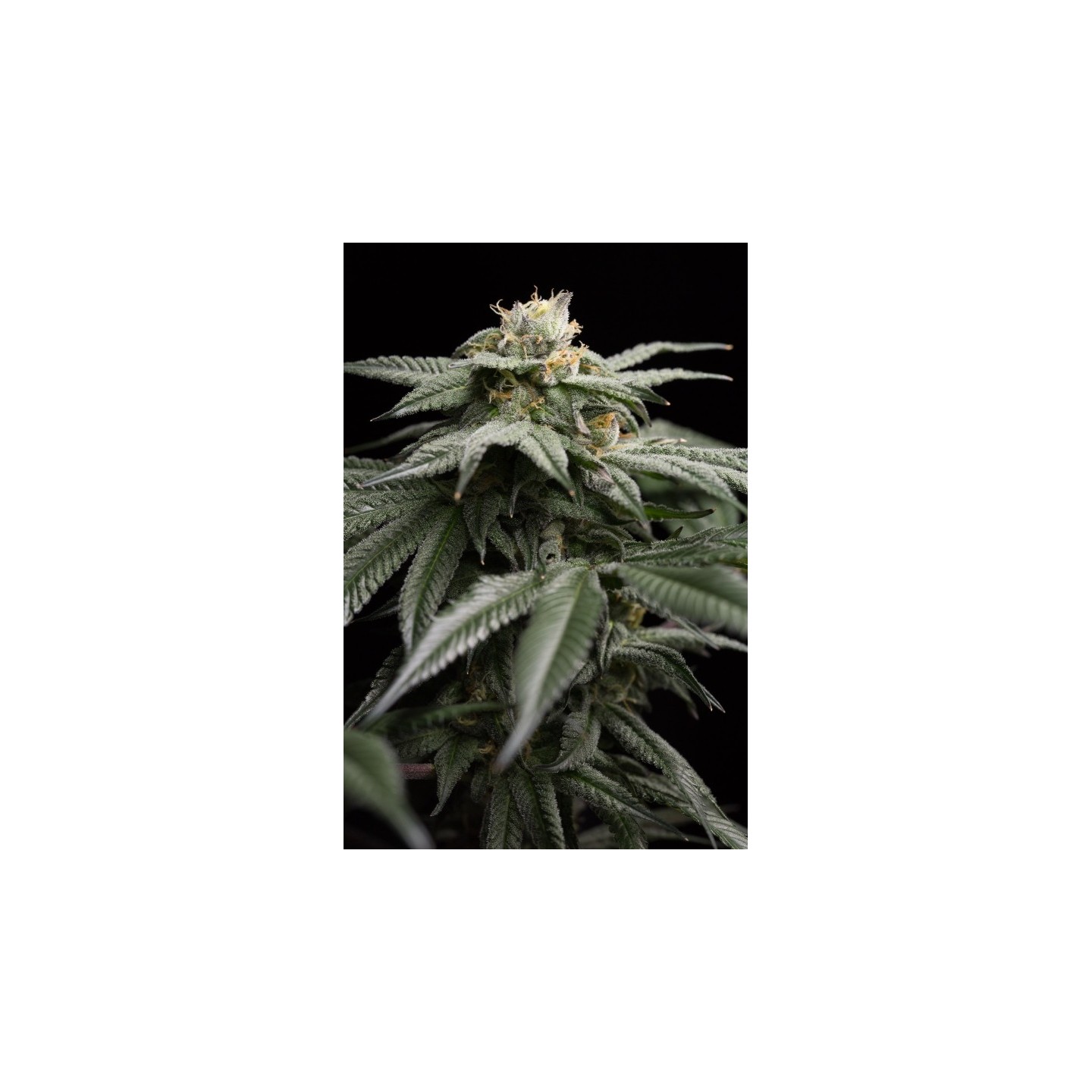 L.A. Gelato de Humboldt Seeds