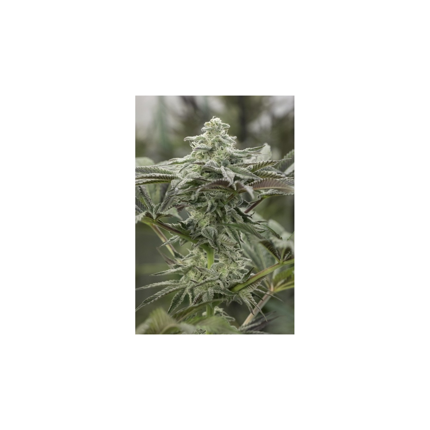 Lemon Citron de Humboldt Seeds