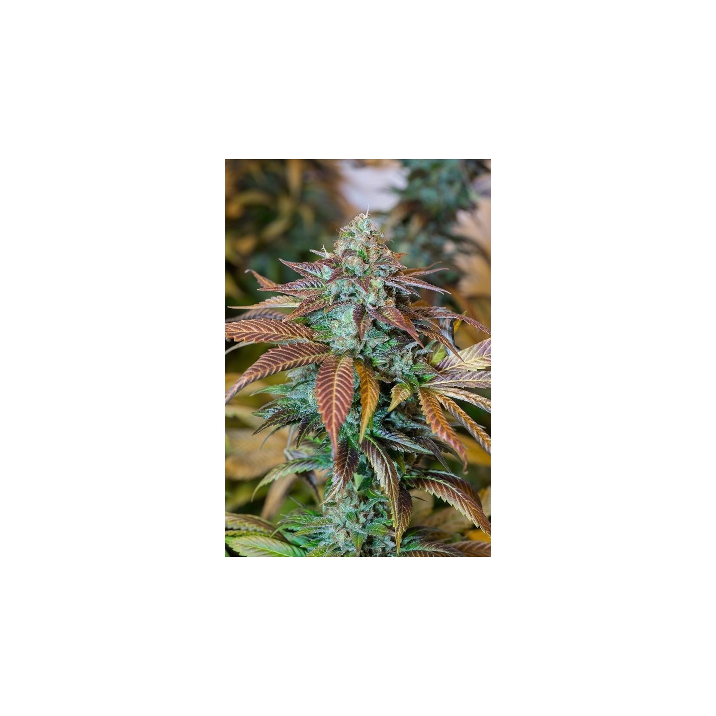 Lemon Kush Headband de Humboldt Seeds