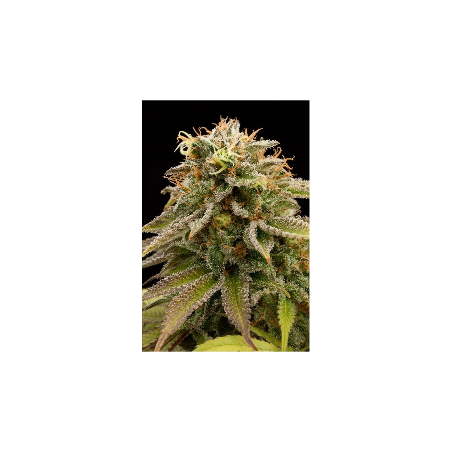 Lemon Thai Kush Regular de Humboldt Seeds
