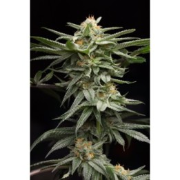 Lingerie de Humboldt Seeds