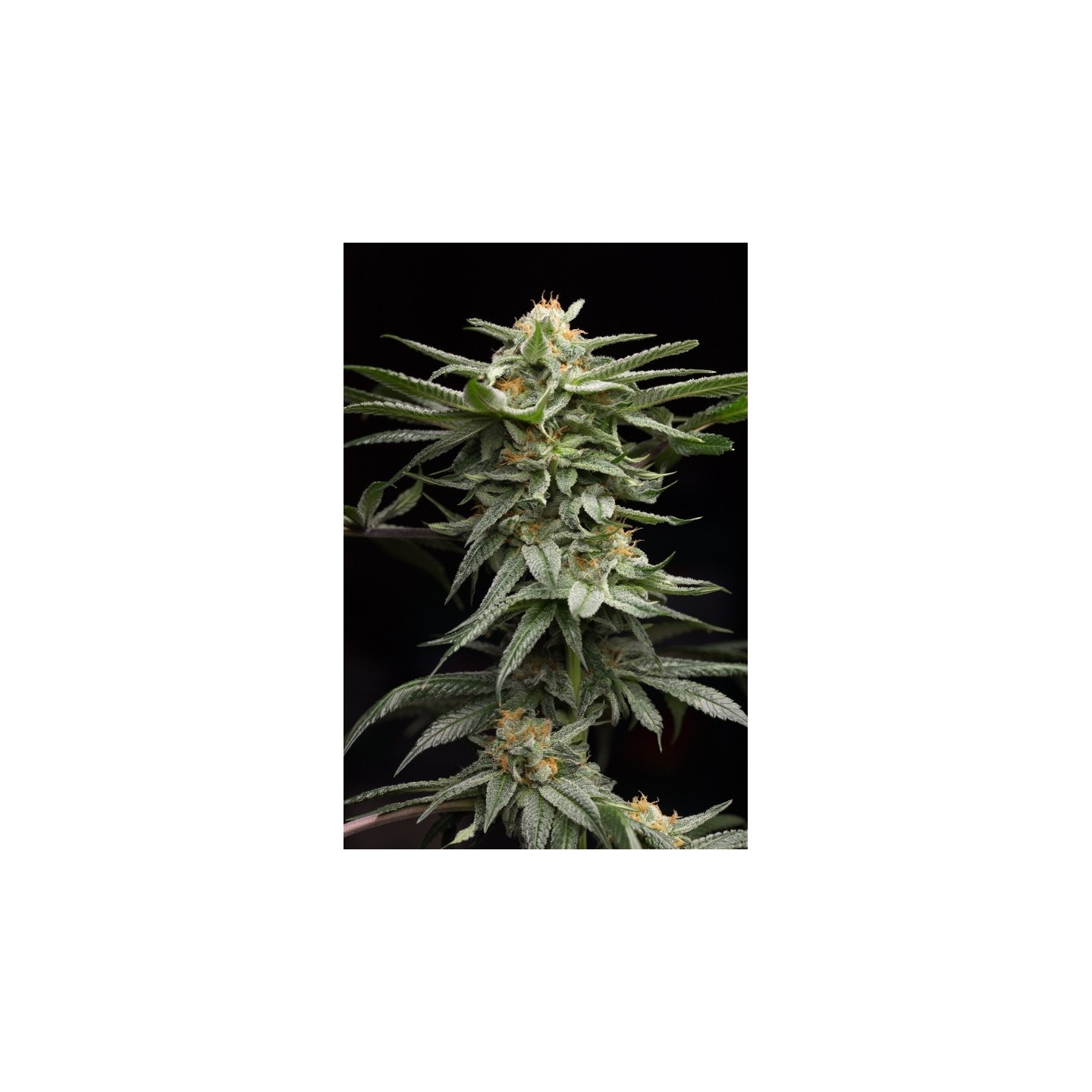 Lingerie de Humboldt Seeds