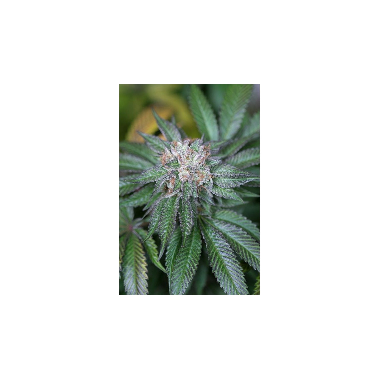 Master Kush de Humboldt Seeds