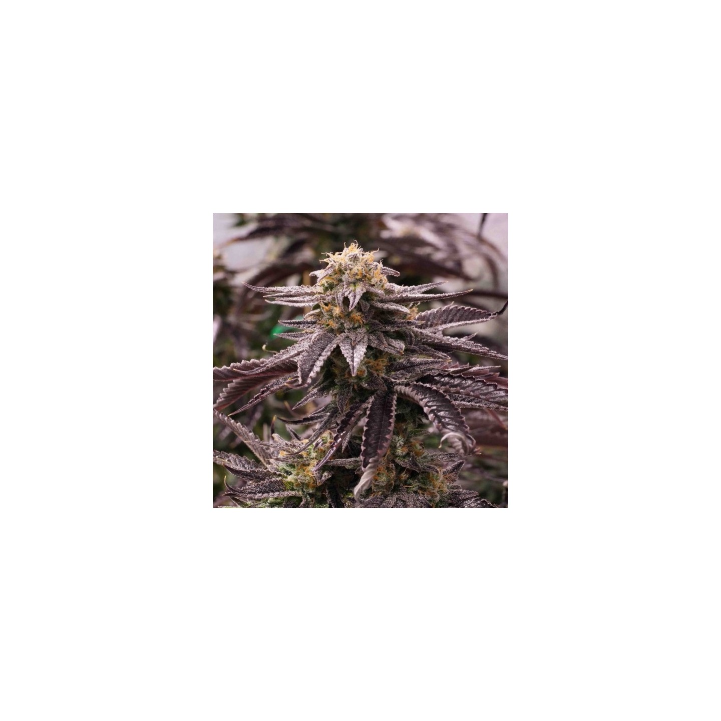 Ogkz de Humboldt Seeds